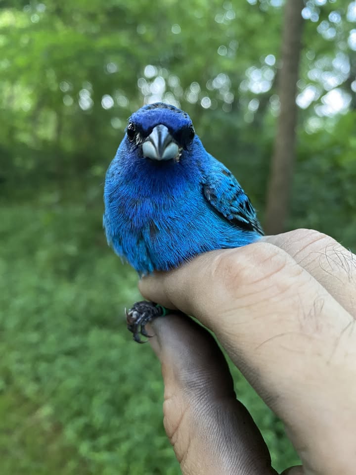 Bird Banding Public Demonstration, March
