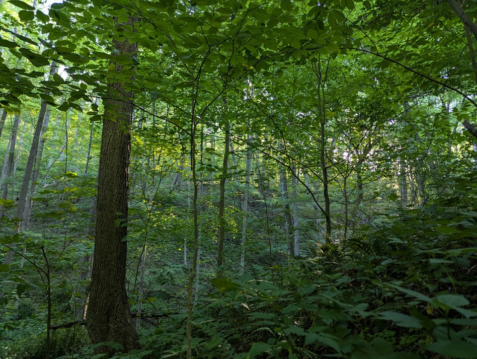 Cryptid Mountain Miniature Golf