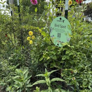 Creating Bird Habitat in Your Yard: A Tour