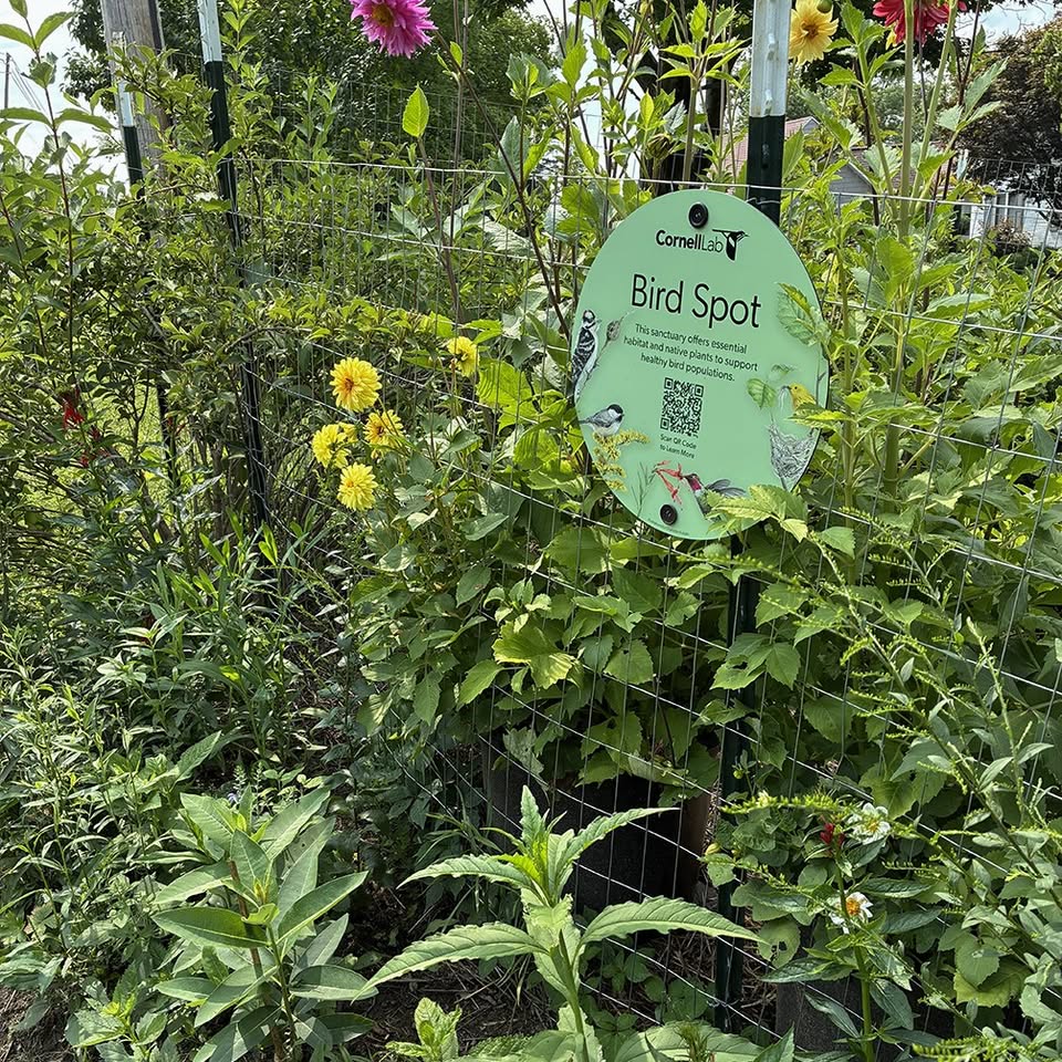 Creating Bird Habitat in Your Yard: A Tour