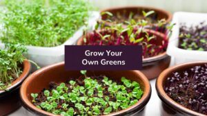Grow Your Own Greens